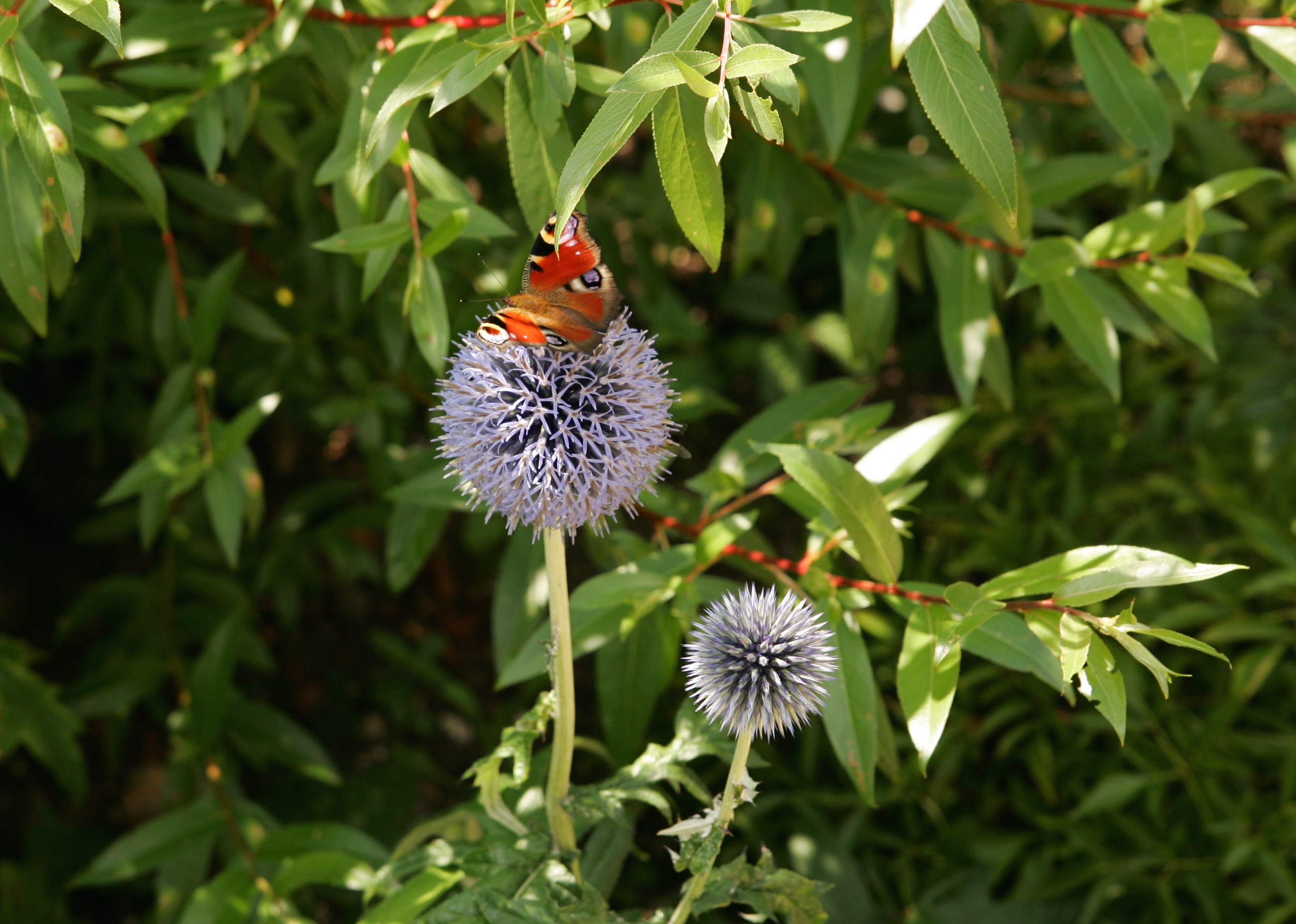 Butterflies