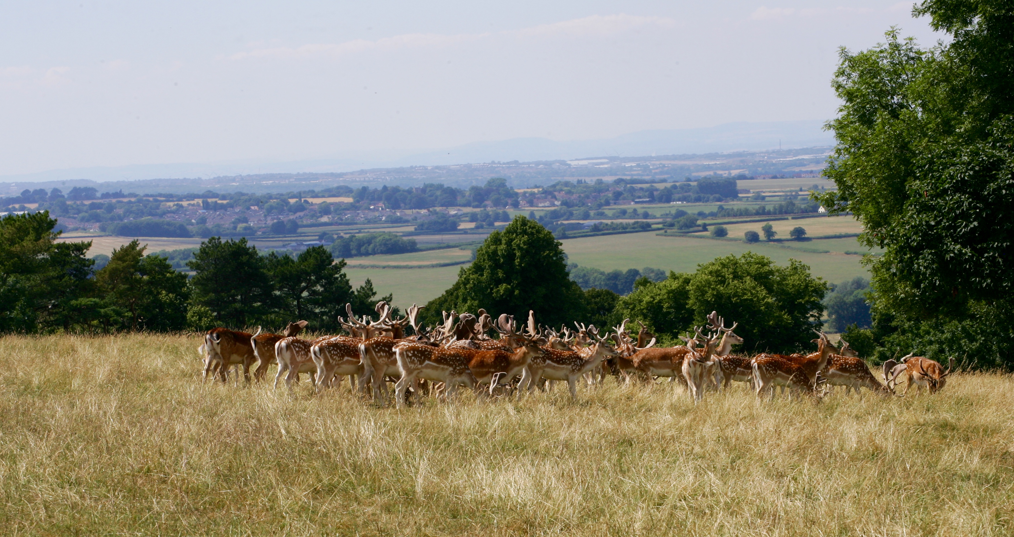 Red Deer and the Severn Valley