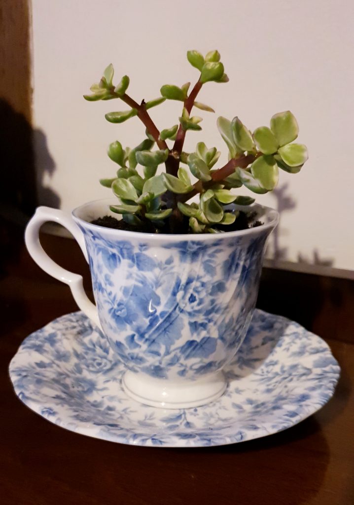 Succulents are so easy to keep and this is a really simple way to display.
