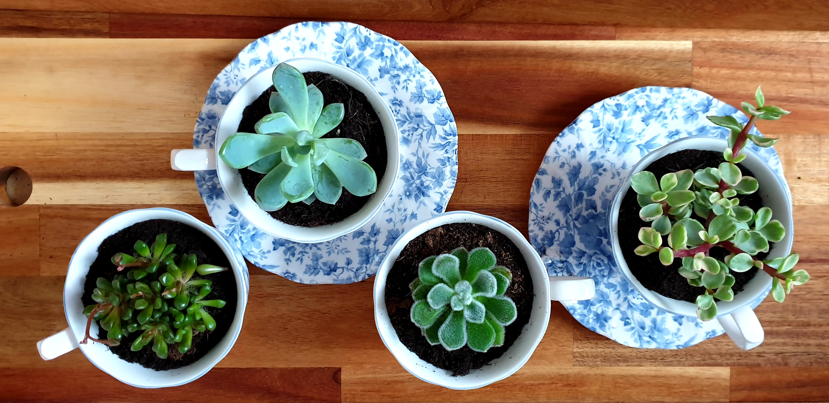 DIY teacup succulent planters