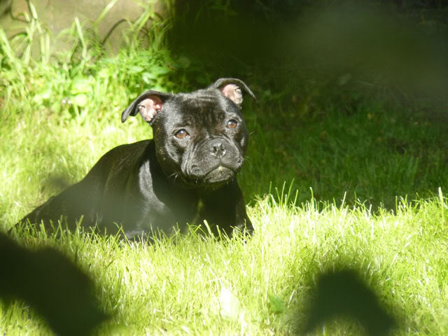 Kira as a puppy