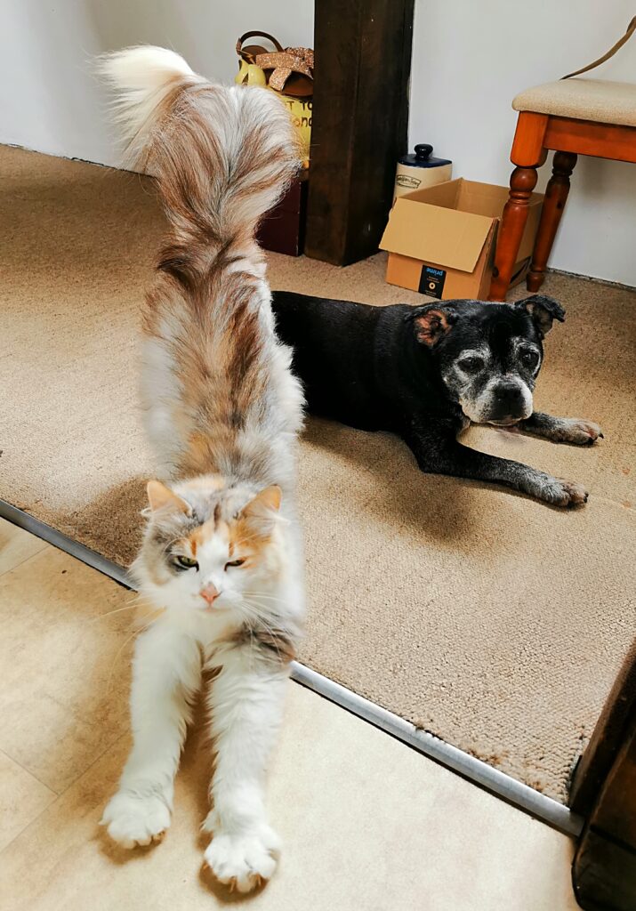 Nessi the Norwegian Forest Cat with Kira the Staffordshire bull terrier