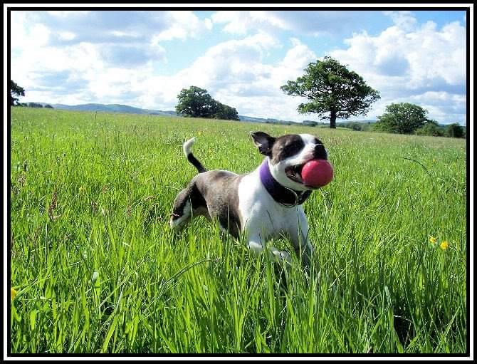 Photo of a brown and white dog running in long grass with a red ball in her mouth