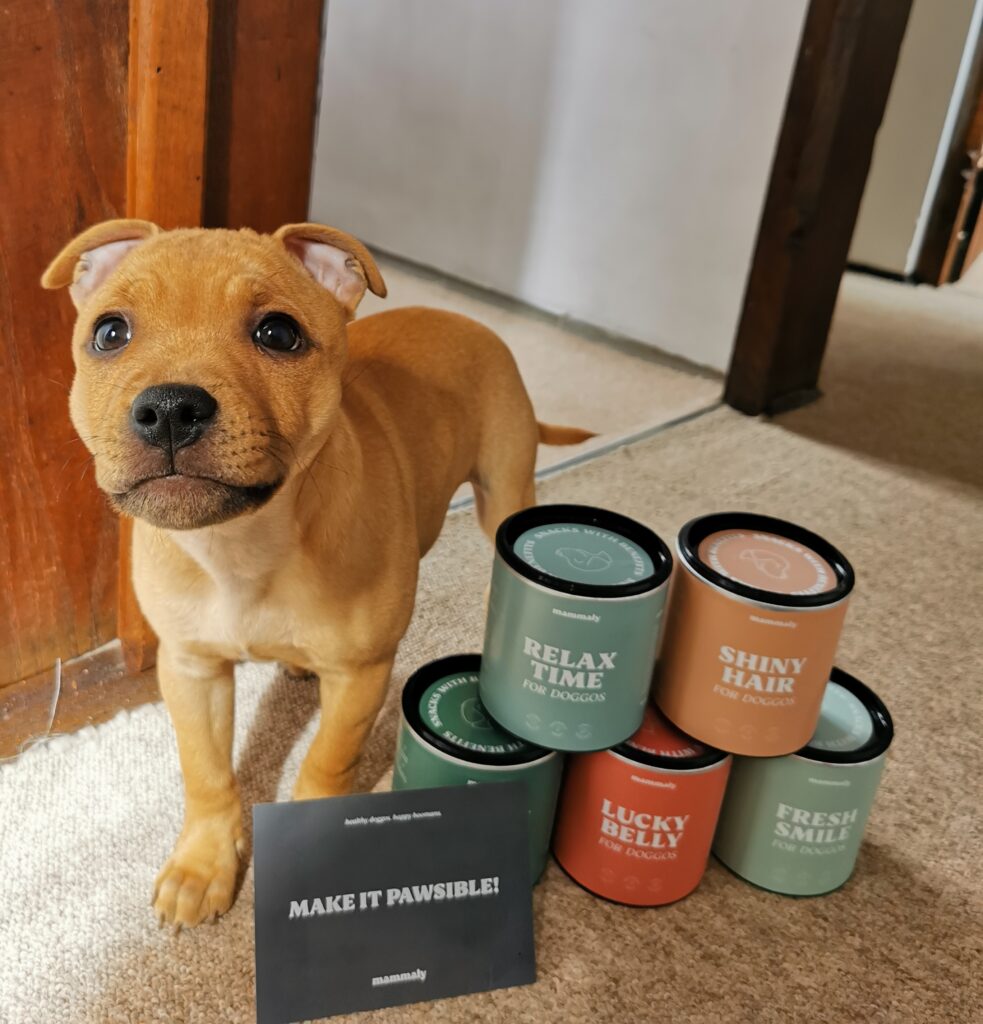 Puppy stood next to a selection of dog treats in tins