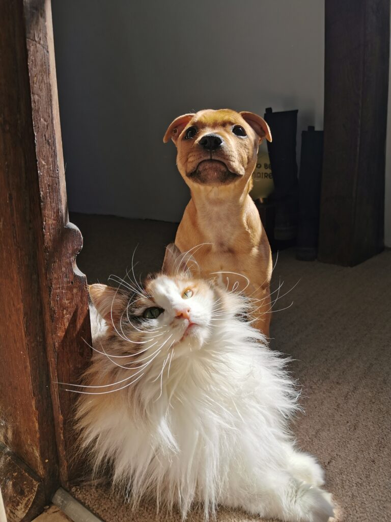 Dog and cat sat in the sun