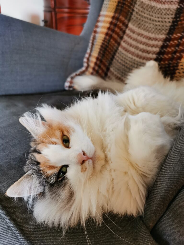 Cat relaxing upside down on chair