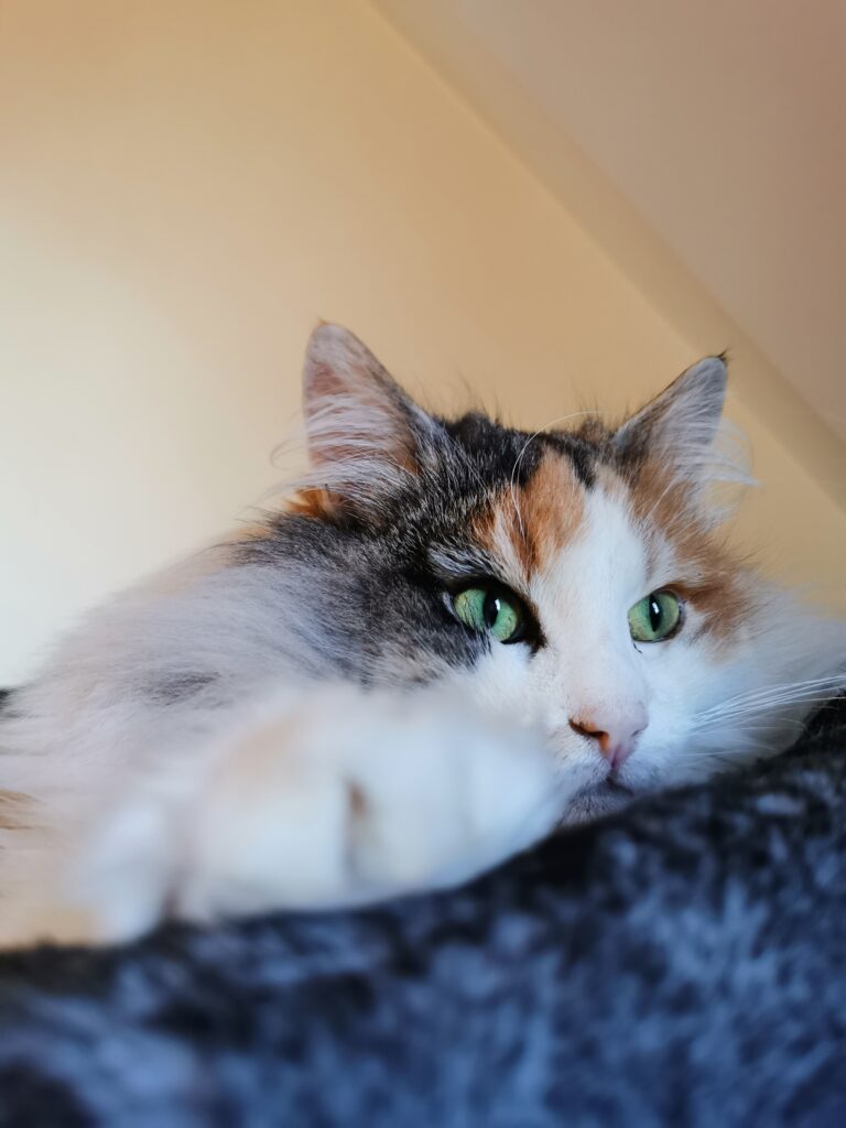 Close up shot of cat with green eyes
