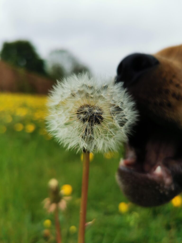 Photo of a dandelion with a dog reaching to eat it