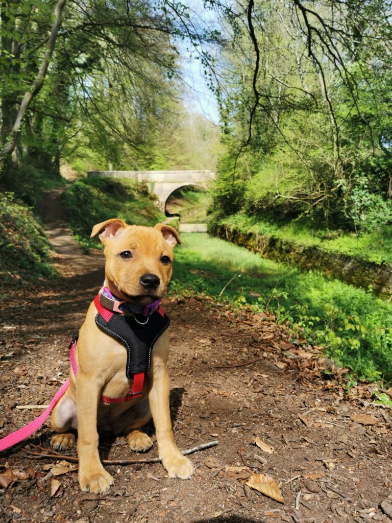 Puppy sat on canal path with canal bridge in background