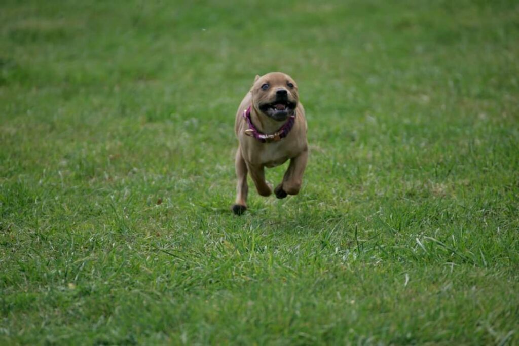 dog running