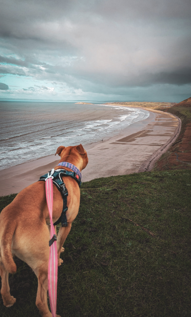 Red staffordshire bull terrier stood at the edge of a cliff overlooking an empty sandy beach
