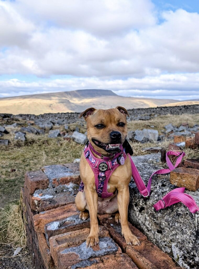 Red Staffordshire Bull terrier in pink harness has a smile on her face. She's sat on some bricks and in the background views open up across Fan Hir.